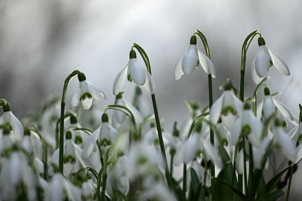 Schneeglöckchen (Galanthus) | Foto: Werner Pietschmann