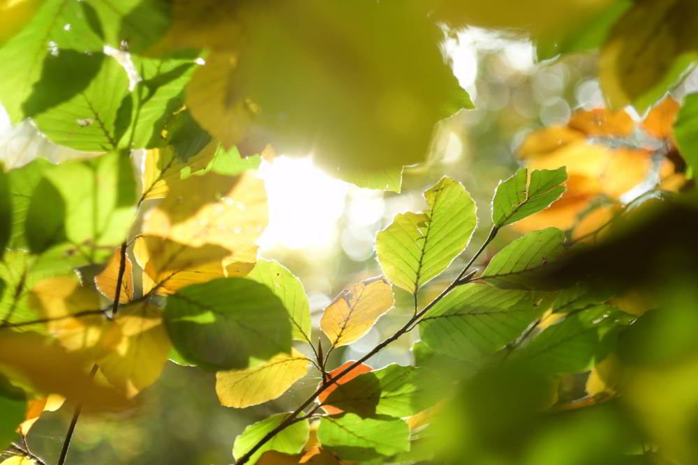 Verwelktes Laub der Rotbuche (Fagus sylvatica) | Foto: Werner Pietschmann