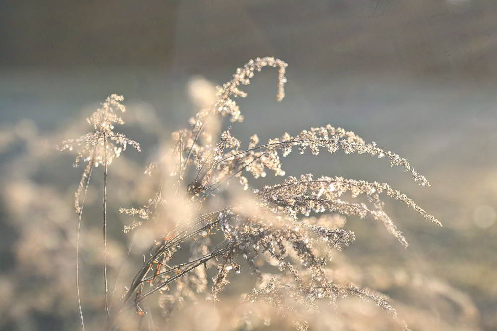 Goldrute (Solidago) | Foto: Werner Pietschmann