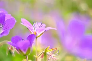 Wald-Storchschnabel (Geranium sylvaticum)