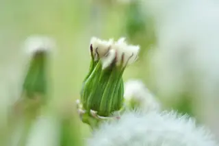 Gewöhnlicher Löwenzahn (Taraxacum ruderalia)