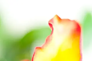 Blütenblatt einer Tulpe