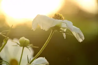 Die Kosmee (Cosmos) wird auch Schmuckkörbchen genannt.