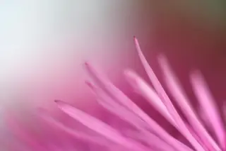 Blütendetail