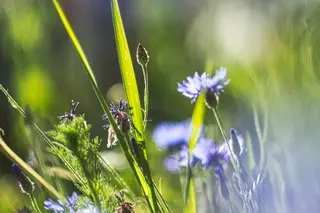 Kornblume (Centaurea cyanus)