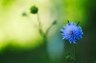 Acker-Witwenblume (Knautia arvensis)