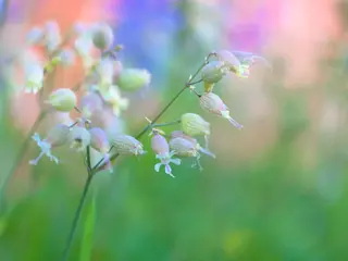 Taubenkropf-Leimkraut (Silene vulgaris)