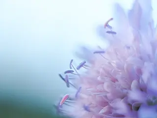 Blumendetail