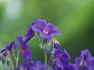 Storchschnabel (Geranium pratense)
