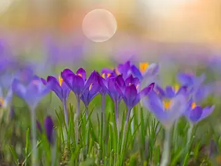 Krokus (Crocus vernus)