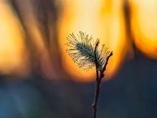 Blüte der Reifweide (Salix daphnoides)