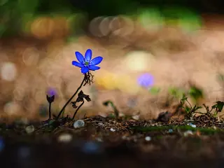 Gewöhnliches Leberblümchen (Hepatica nobilis)