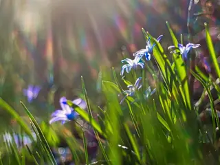 Zweiblaettriger Blaustern (Scilla bifolia)