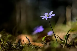 Leberblümchen (Hepatica nobilis)