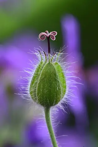 Storchschnabel<br>(Geranium pratense)