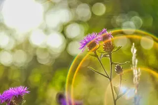 Wiesen-Flockenblume (Centaurea jacea) im Gegenlicht