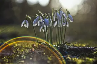 Schneeglöckchen (Galanthus)