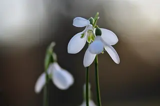 Schneeglöckchen (Galanthus)