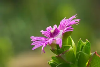 Blüte einer Sukkulente