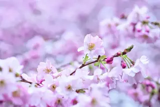 Kirschblüten