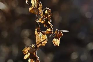 Goldenes Herbstlaub