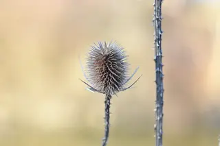 Wilde Karde (Dipsacus fullonum)
