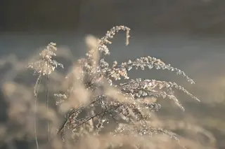Goldrute (Solidago)