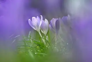 Krokusse