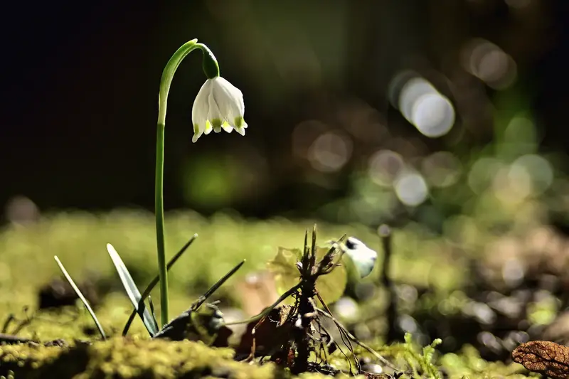 Foto: © Werner Pietschmann Märzenbecher