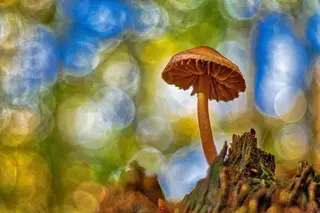 Gift-Häubling (Galerina marginata)
