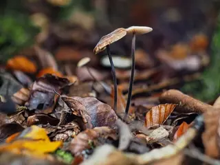 Langstieliger Knoblauchschwindling (Mycetinis alliaceus)