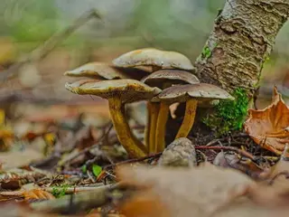 Honiggelber Hallimasch (Armillaria mellea)