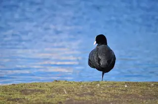 Blässhuhn (Fulica atra) hat die Ruhe weg