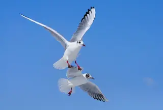 Fliegende Lachmöwen (Larus ridibundus)