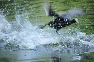 Blässhuhn (Fulica atra)