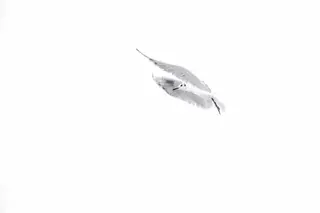 Lachmöwe (Larus ridibundus)