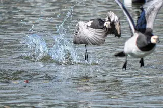Weisswangen- oder Nonnengänse (Branta leucopsis)