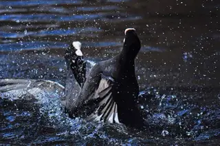 streitende Blässhühner (Fulica atra)