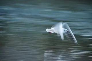 Lachmöwe (Larus ridibundus)