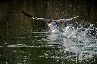 Kanadagans sprintet über das Wasser